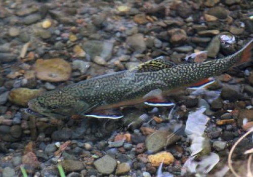 Cascade River