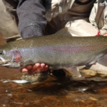 Gooseberry River Gooseberry River