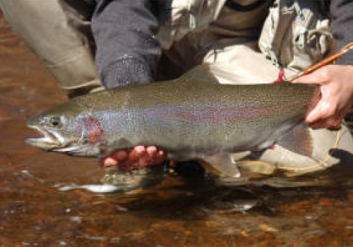 Gooseberry River