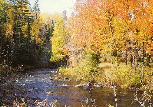 Brule River Boreal Forest (No. 160)