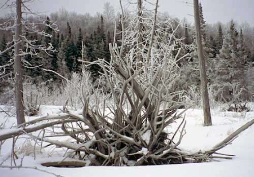 Hovland Woods Scientific and Natural Area (SNA)