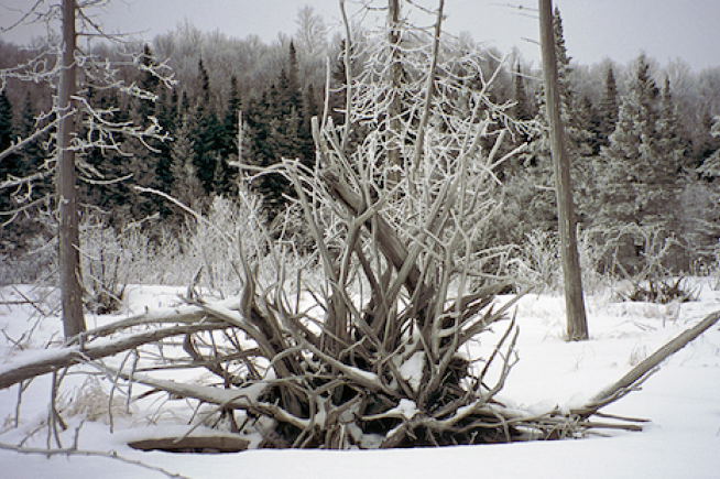 Hovland Woods Scientific and Natural Area (SNA)